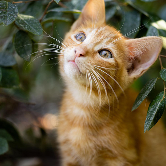 Alimentation pour chats